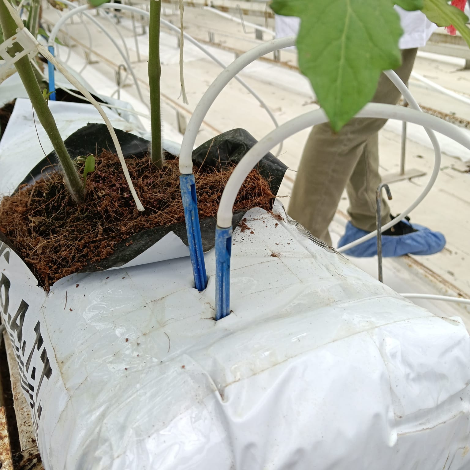 Take me home tomato Juni 2026